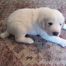 Mocho - Central Asian Shepherd Dog puppy in Staunton, Virginia from Spinaz de Can