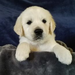 Golden Retriever Puppies from Light Hill Goldens