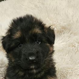 Mr Black - Black and red male German Shepherd puppy in Newaygo, Michigan from Sterley Shepherds