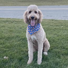 Honey - Goldendoodle