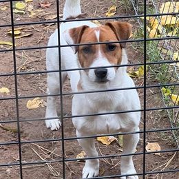 Soul Man - Jack Russell Terrier