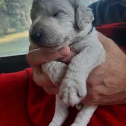 Boy 2 - Poodle puppy in Hernando, Florida from Loveablepoodles