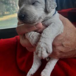 Boy 2 - Poodle puppy in Hernando, Florida from Loveablepoodles