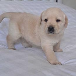 Labrador Retriever Puppies from Archer Lodge Labradors