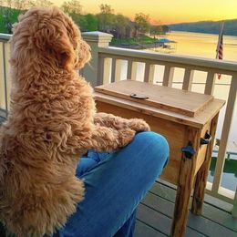 Goldendoodle Puppies from Hobble Creek Farms