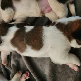 Saint Bernard Puppies from Amber's Saint Bernards