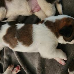 Saint Bernard Puppies from Amber's Saint Bernards