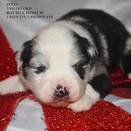 Polo - Blue merle male Miniature Australian Shepherd puppy in Patterson, North Carolina from DreamLine Aussies