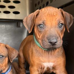 Ace - Rd whtn brn nose male Rhodesian Ridgeback puppy in Montgomery, Texas from Timber Ridge Kennels