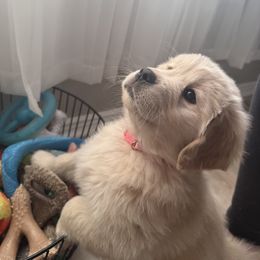 Golden Retriever Puppies from Amore Doro’ N Marshell Golden’s