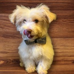 Boy 3 - male Havanese puppy in Joelton, Tennessee from Rosewood Kennels