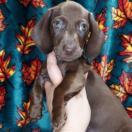 JAVA - Chocolate male Dachshund puppy in Swink, Oklahoma from Palali Farm