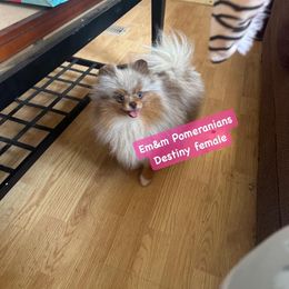 Destiny teeny tiny - Chocolate merle Pomeranian puppy in Kentucky from Em&M Pomeranians