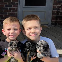 Cockapoo Puppies from Oak and Magnolia