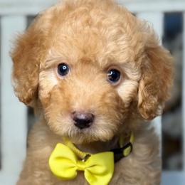 Bella - Red  female Goldendoodle puppy in Yuciapa, California from AlltheDoodlez_