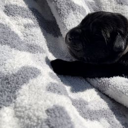 Gunner - Black Cane Corso puppy in Asheville, North Carolina from War Dogs