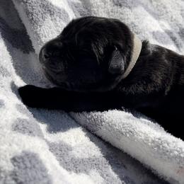 Gunner - Black Cane Corso puppy in Asheville, North Carolina from War Dogs