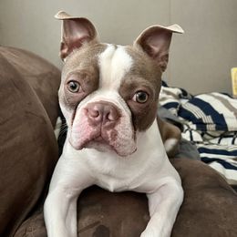Boston Terriers from NC Boston Babies