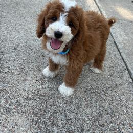 Sampson - Goldendoodle