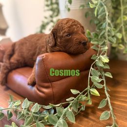 Cosmos (green collar) - Red  male Poodle puppy in Ramona, Florida from Premier Poodle