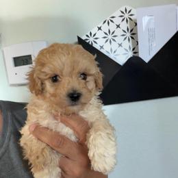 Sir Monty - Apricot male Maltipoo puppy in Southern,, California from Maltipoo Tiny Pups & More