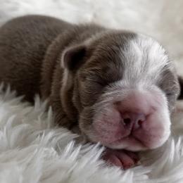 Izzy's girl-1 - Lilac female Boston Terrier puppy in Yakima, Washington from Barnett’s AKC Boston Terriers