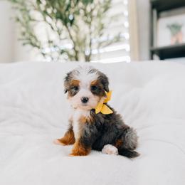 Juliet - Merle female Bernedoodle puppy in Murray, Utah from Sun Valley Doodles