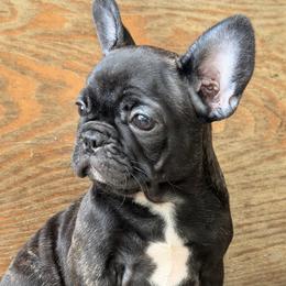 Sissy - Brindle female French Bulldog puppy in Salem, Illinois from Itsabulldogthing