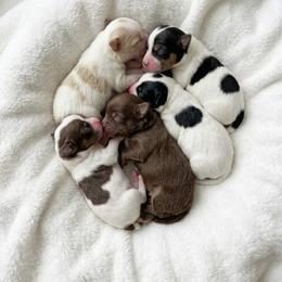 Companion Crosses, Morkies, and Shorkies from Lil Luxe Pups
