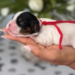 Valentina - Tri-color female Cavalier King Charles Spaniel puppy in Yuciapa, California from AlltheDoodlez_