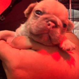 Persephone - Fawn and white female French Bulldog puppy in Chula Vista, California from House of Pugs and French BullDogs