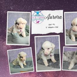 Australian Shepherd, Great Dane, and Great Pyrenees Puppies from AEW Farm