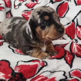 Elf - Dapple male Dachshund puppy in Anaconda, Montana from Williams Family Dachshunds