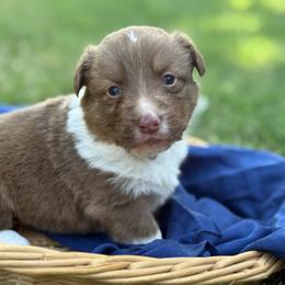 Orange collar - Liver and white male American Corgi puppy in Nashville, Arkansas from Whisenhunt Farms