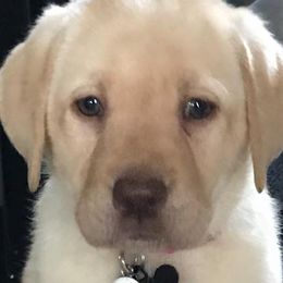 Labrador Retrievers from Labradorable Acres