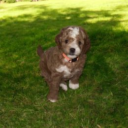Walter - Apricot male Goldendoodle puppy in Murrieta Ca, California from Gloria's Goldendoodles