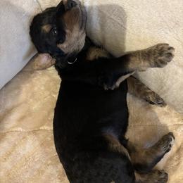 Black - Black and tan male Airedale Terrier puppy in Huntersville, North Carolina from Cool Hand Luke Kennels