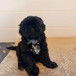 Hank - Black and white male Shih Tzu puppy in Bremerton, Washington from California Shih Tzu