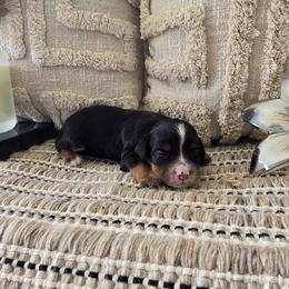 Lady - Black and tan female Cavapoo puppy in Floyd, Virginia from Hearts and Paws Poodles and Doodles