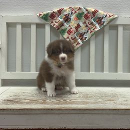 Autumn - Red tri-color female Australian Shepherd puppy in Arcanum, Ohio from Krafthaus Rottweilers & Australian Shepherds