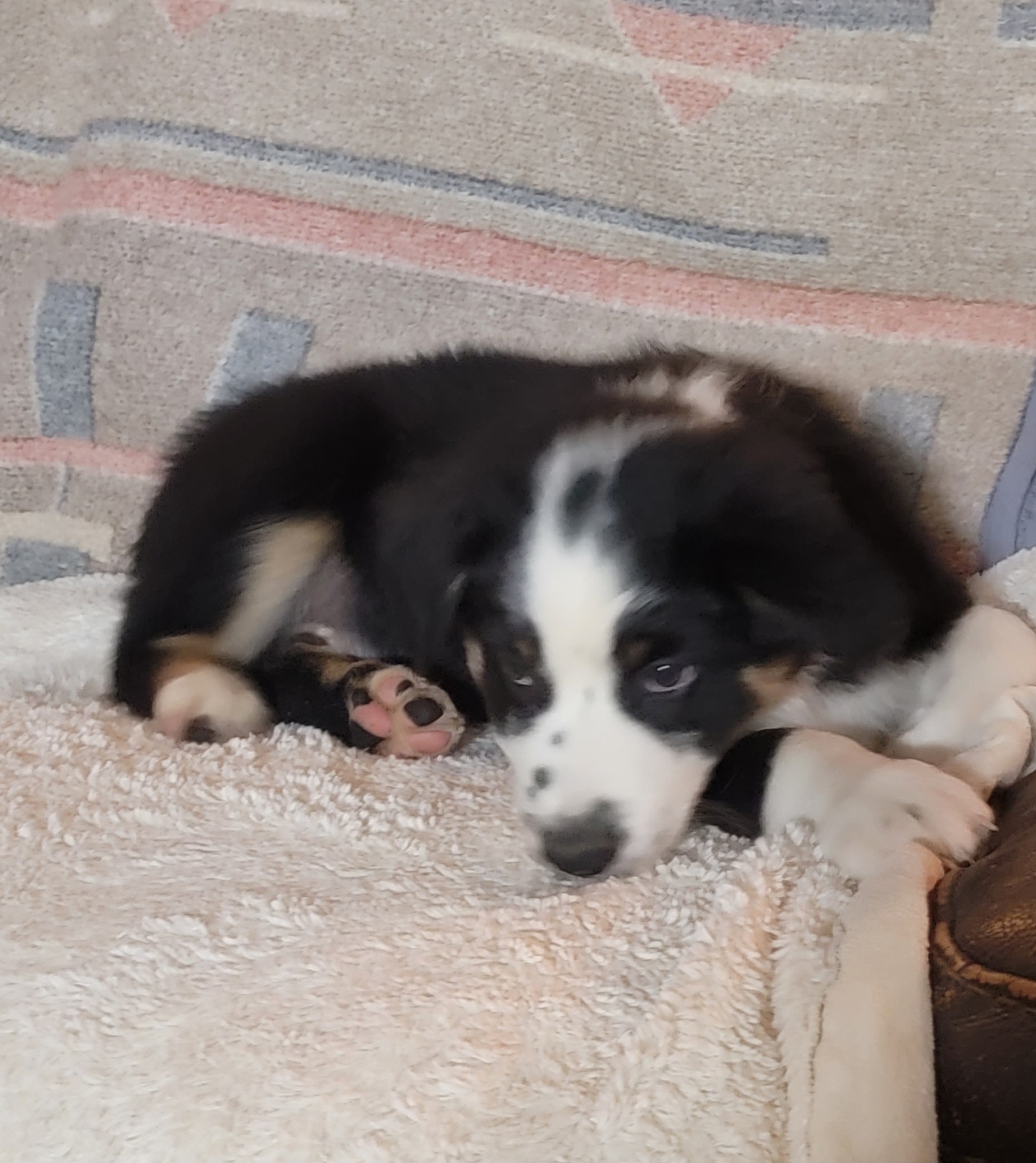 Stitch - Black Australian Shepherd puppy in Athol, Idaho from ShorDu