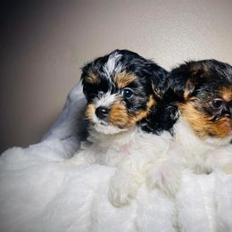 Yorkshire Terrier Puppies from KMG Yorkies