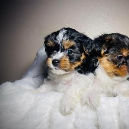 Yorkshire Terrier Puppies from KMG Yorkies