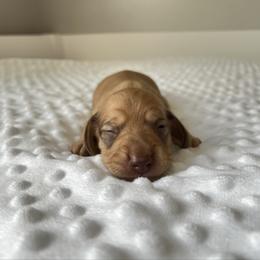 Red female - Red female Dachshund puppy in Shelley, Idaho from Journey’s End Dachshunds