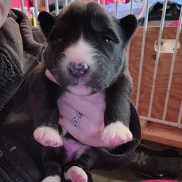 Purple - Black and white female Siberian Husky puppy in Porter Corners, New York from Twisted Gemstone Exotics