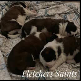 Saint Bernard Puppies from Fletchers Saints