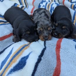 Dachshund puppies from Knox Ridge Dachshunds