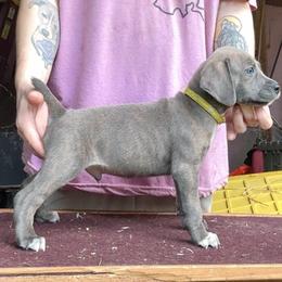 Yellow Collar M - Blue male Mountain Cur puppy in Georgetown, Ohio from Walnut Ridge Mountain Curs