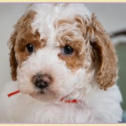 RJ - Red and white male Cockapoo puppy in Connersville, Indiana from Deaz Doodle Ranch