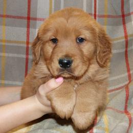 Cinnamon - Dark golden male Golden Retriever puppy in New Weston, Ohio from Bertke AKC Golden Retrievers and Bernese Mountain Dogs
